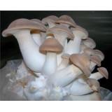 300 грамм Вешенка королевская (lat. Pleurotus eryngii)