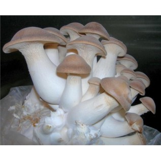 300 грамм Вешенка королевская (lat. Pleurotus eryngii)