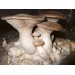 300 грамм Вешенка королевская (lat. Pleurotus eryngii)