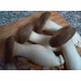 300 грамм Вешенка королевская (lat. Pleurotus eryngii)