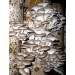 300 грамм Вешенка обыкновенная / серая (lat. Pleurotus sajor-caju )