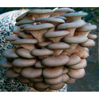 300 грамм Вешенка обыкновенная / серая (lat. Pleurotus sajor-caju )