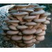 300 грамм Вешенка обыкновенная / серая (lat. Pleurotus sajor-caju )