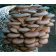 300 грамм Вешенка обыкновенная / серая (lat. Pleurotus sajor-caju )