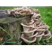 300 грамм Вешенка обыкновенная / серая (lat. Pleurotus sajor-caju )